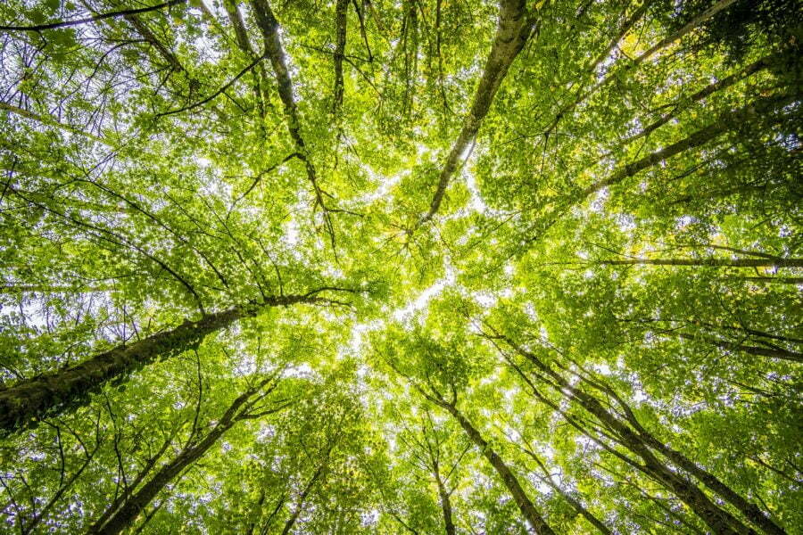 preservação ambiental na escola